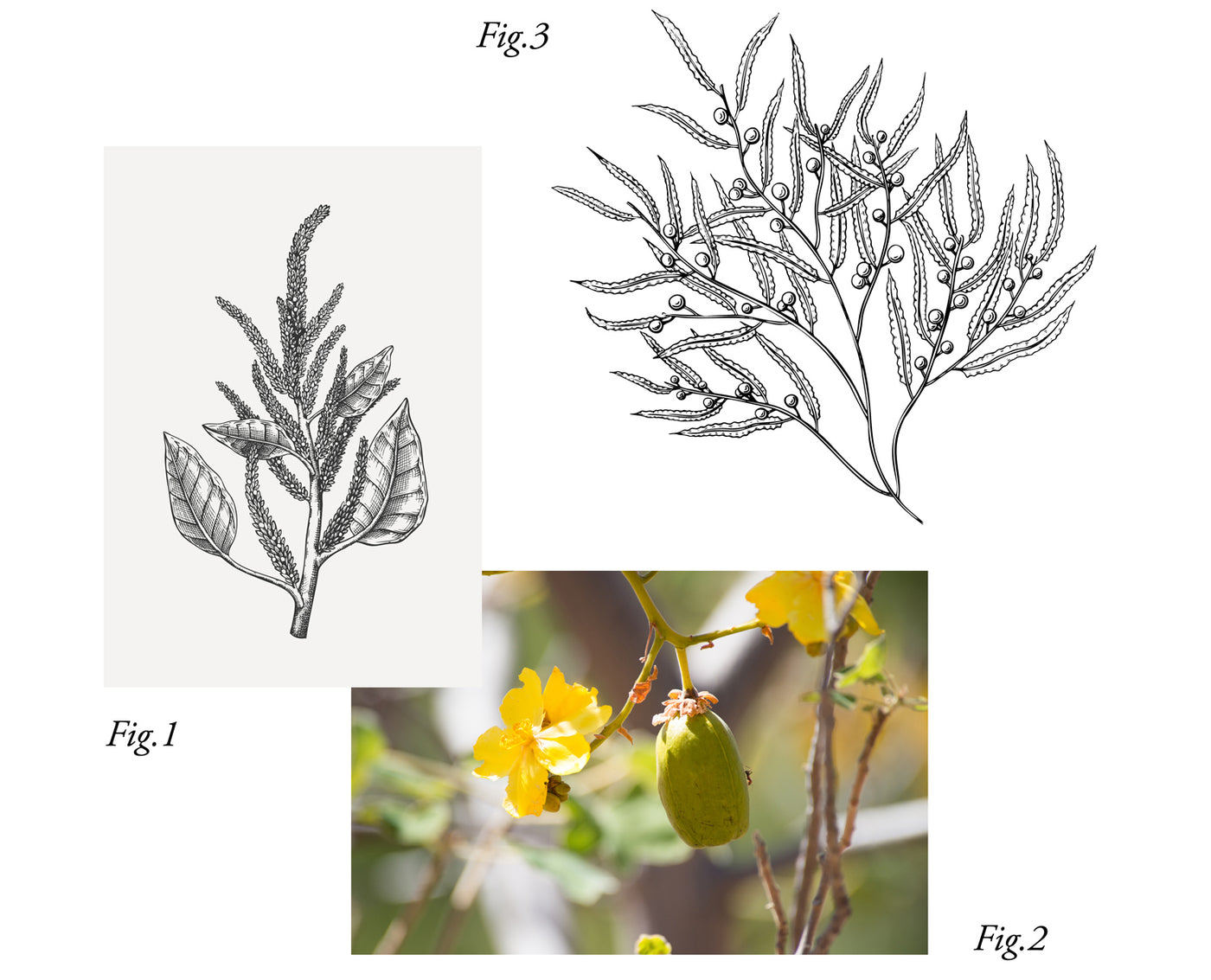 Image illustrating ingredients in the deep conditioner: Baobab fruit, Moringa plant, Algae plant.